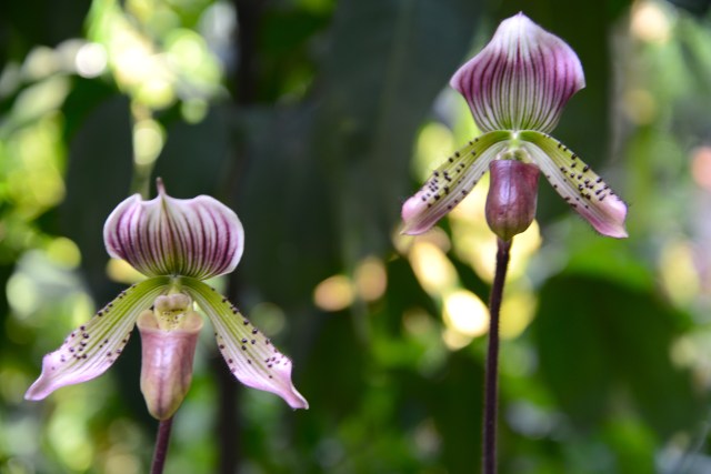 Orquídeas híbridas
