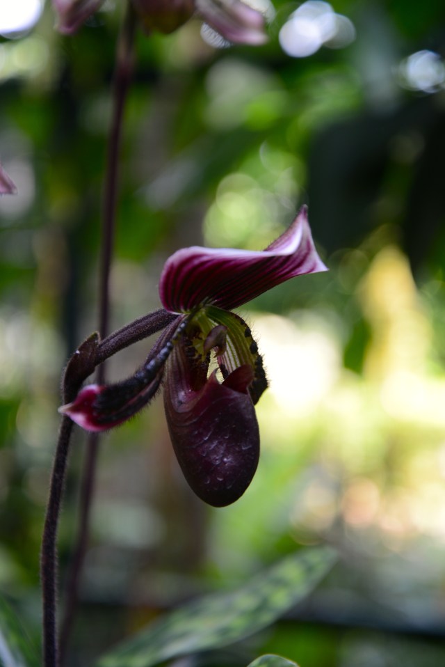 Orquídea híbrida.