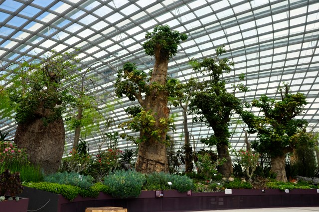 Os baobás do Flower Dome.