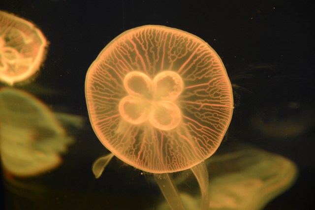 O Aquário de Sentosa