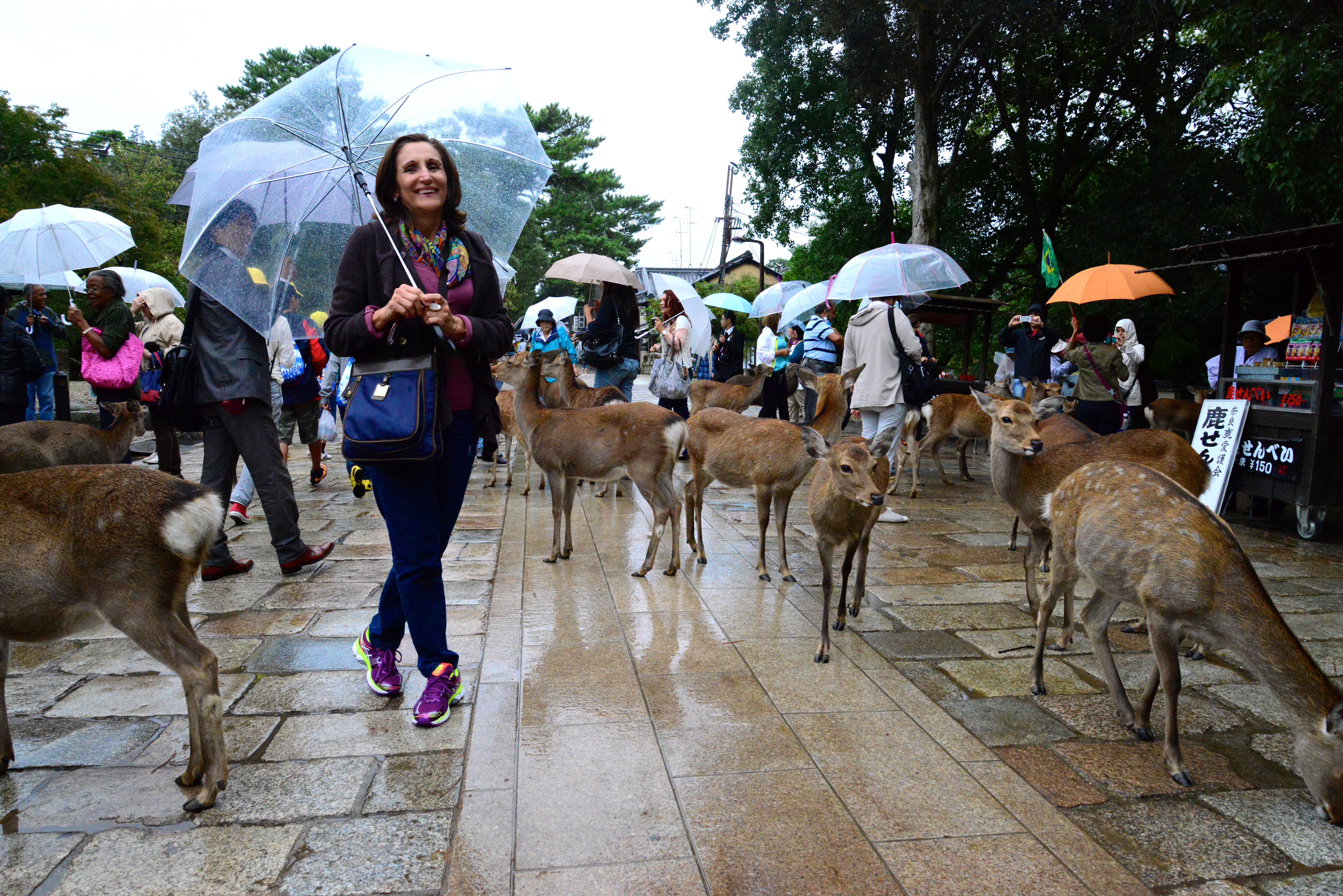Os cervos sagrados de Nara.