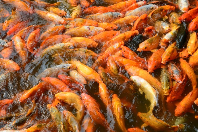 Carpas coloridas no Jardim Yu Yuan.