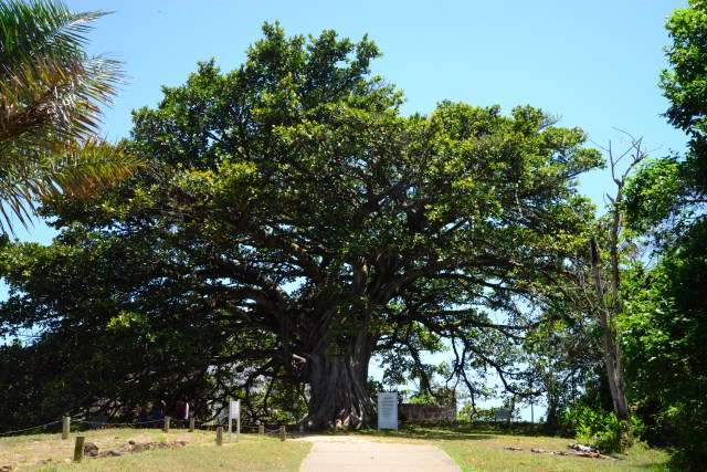 A bela gameleira na entrada do Castelo.