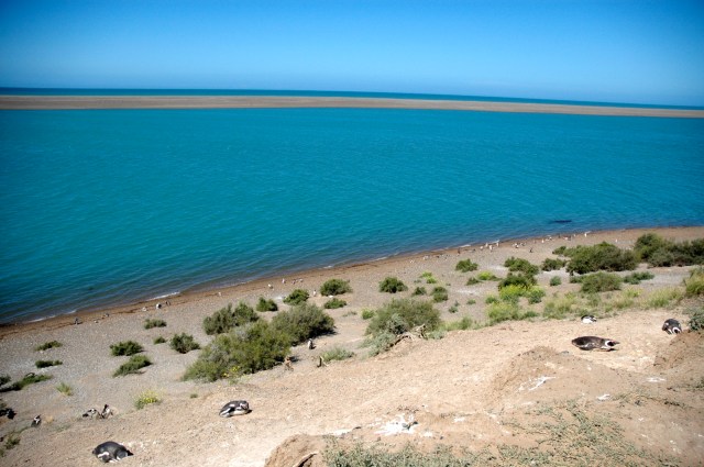 A Caleta Valdés onde as orcas caçam os lobos-marinhos.