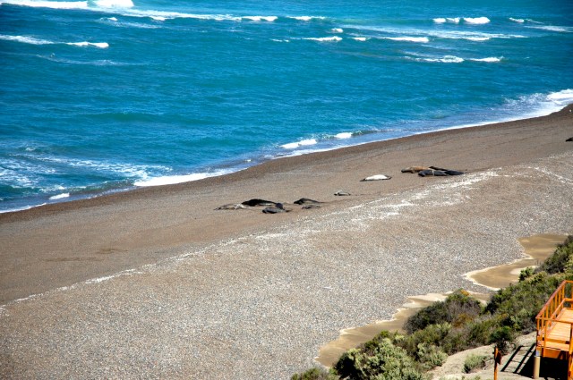 A Praia de Porto Cantor, o paraíso dos elefantes-marinhos.