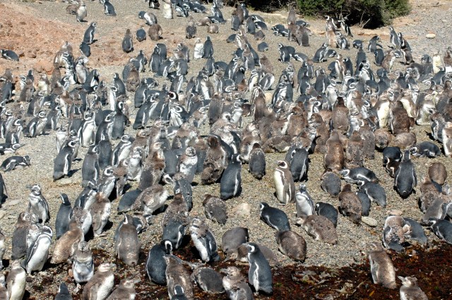 A colônia de pinguins-de-magalhães de Punta Tombo.