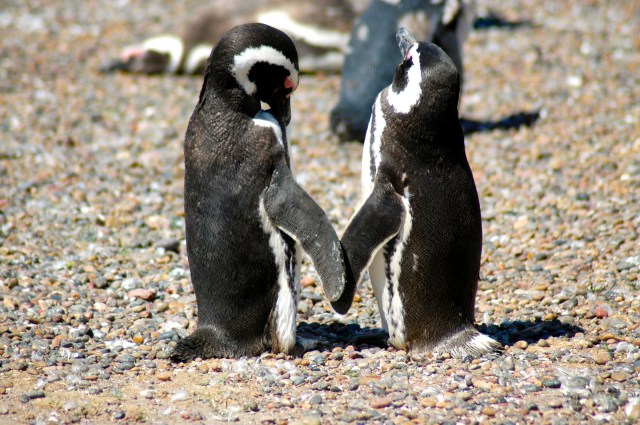 Pinguins-de-magalhães