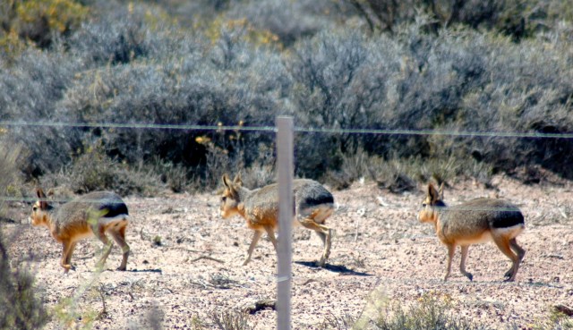 Mara, a lebre da Patagônia.