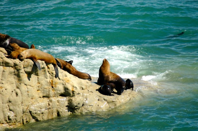 Os Lobos-Marinhos da praia de Punta Loma