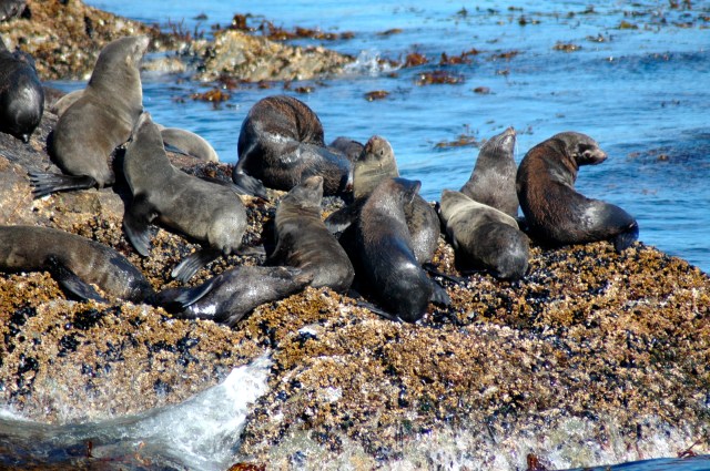 A Ilha dos Lobos com os Leões-Marinhos.