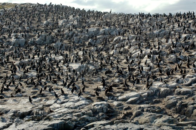 A Ilha dos Pássaros com os cormorões.