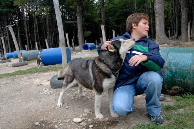 Os cães huskys siberianos são usados para passeios de trenós nos arredores de Ushuaia.