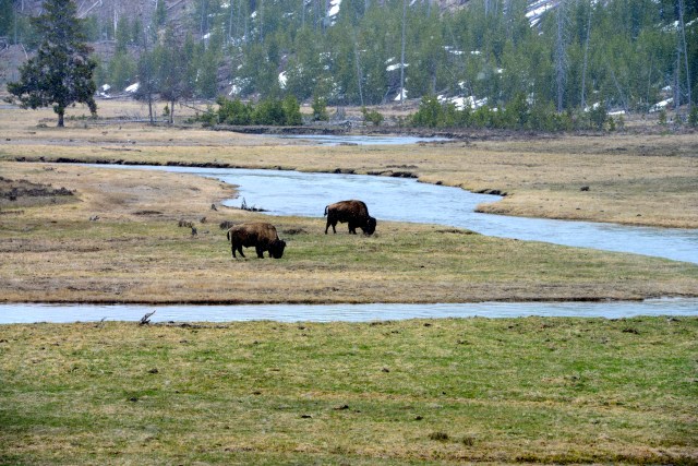Os primeiros bisões que encontramos, nas margens do Gibbon River.