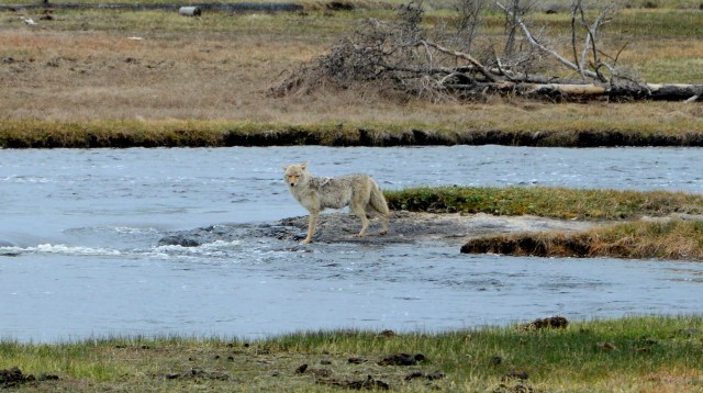 Encontramos os primeiros lobos no Yellowstone.