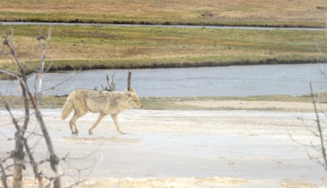 Os lobos ainda estão ameaçados de extinção.