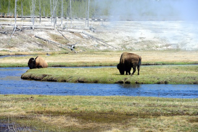 Bisões pastando nas pradarias.