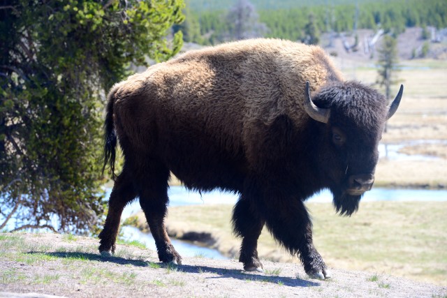 O bisão ou búfalo-americano.