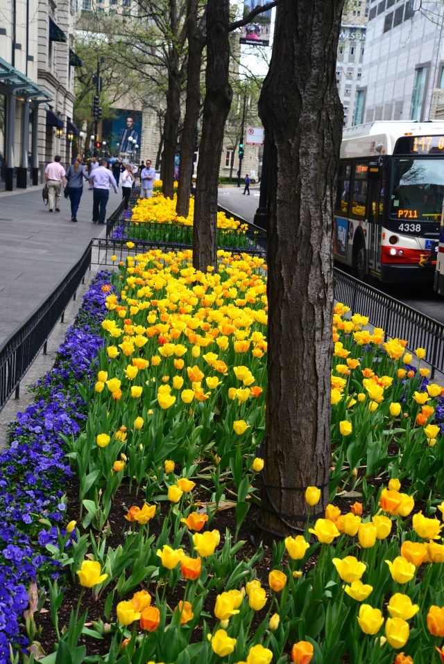 As tulipas alegram a primavera de Chicago.