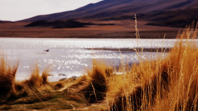 Laguna altiplânica.