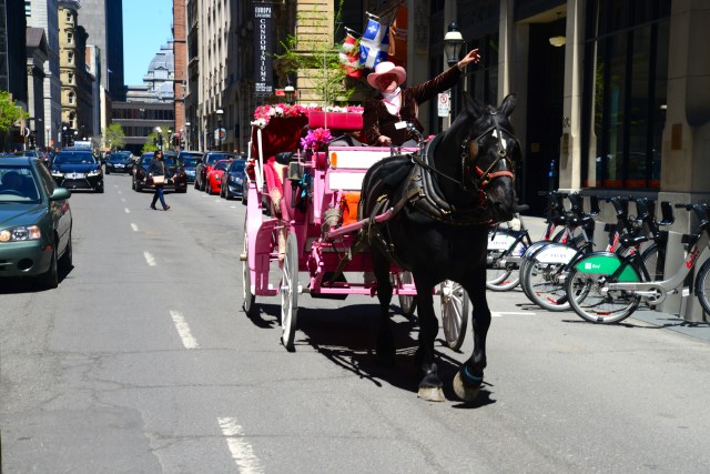 Carruagens para turistas dividem o espaço com os carros no Centro Histórico de Montreal.