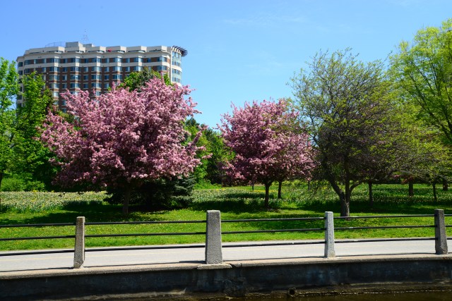 Grandes áreas verdes nas margens do Rio Rideau.