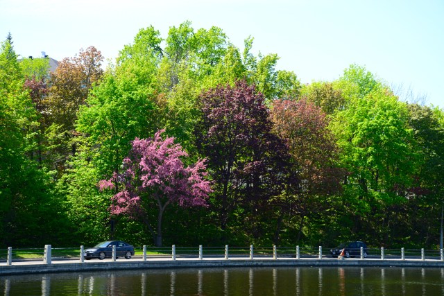 Plátanos e cerejeiras nas margens do Canal Rideau.