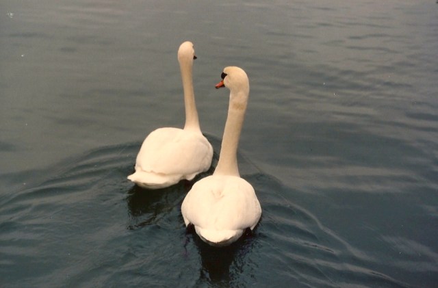 Cisnes no lago de Zurique.
