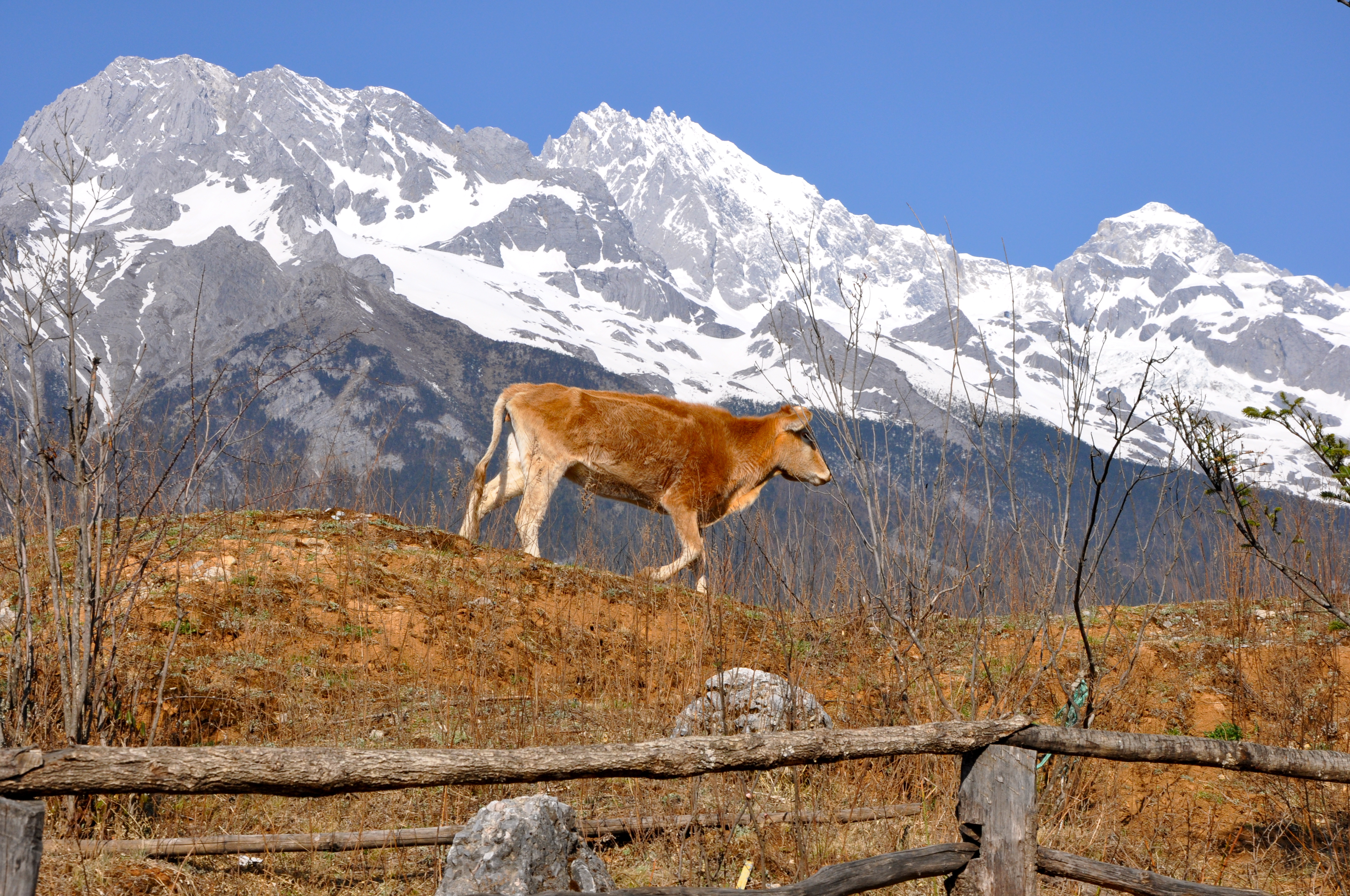 Lijiang e as Montanhas Nevadas do Tigre de Jade
