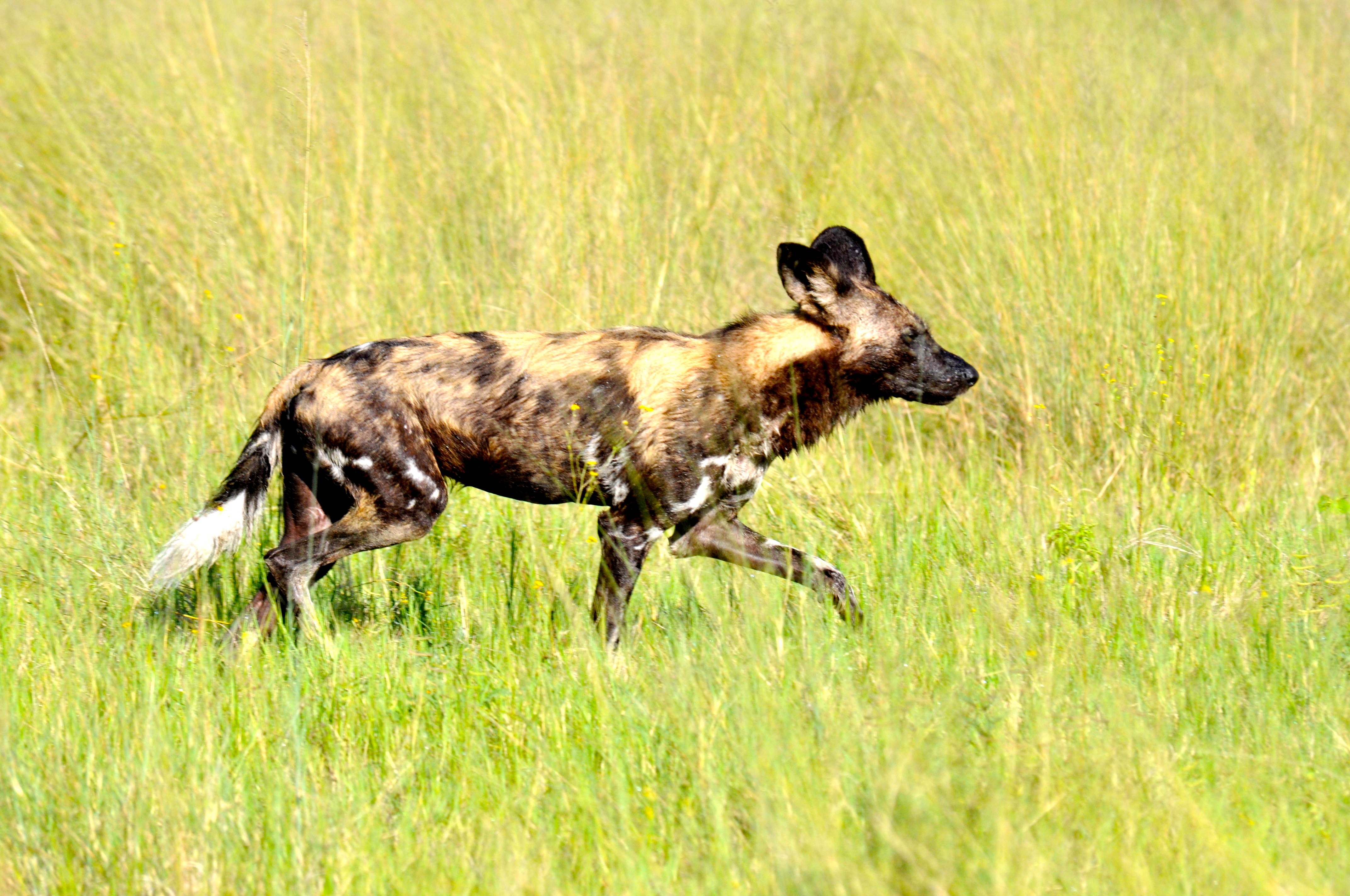 Os Cães Selvagens, um dos símbolos do Delta do Okavango