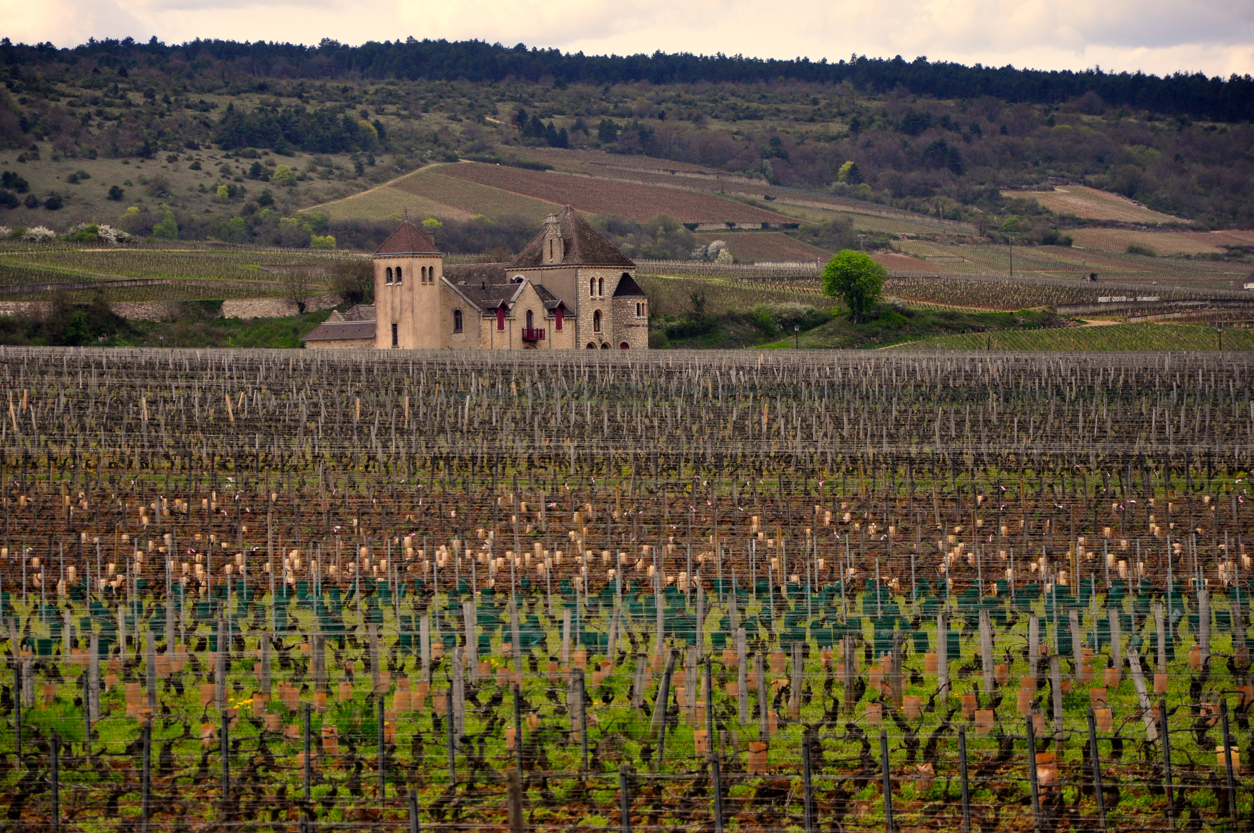 A Costa de Ouro e os vinhos da Borgonha