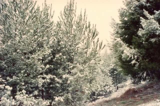 A nevasca cobriu as florestas de neve.