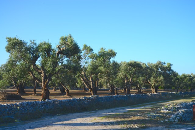 Plantações de oliveiras.