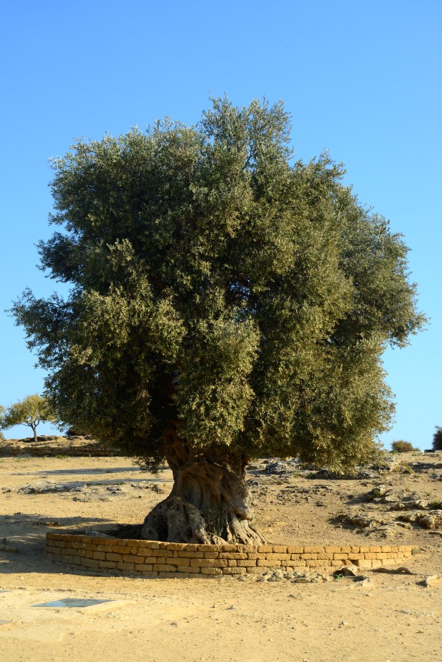 Esta oliveira possui mais de dois mil anos.