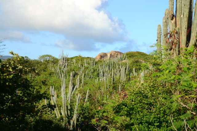 Algumas áreas litorâneas são áridas e possuem vegetações xerófitas.