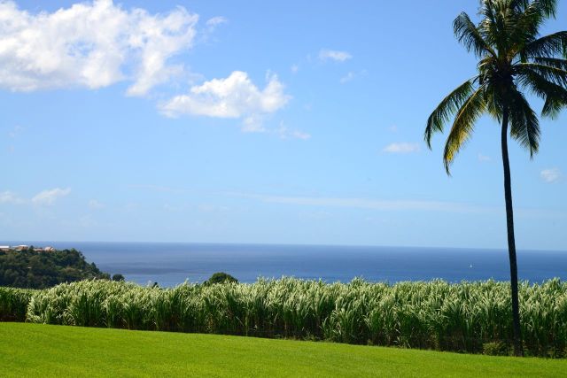 O mar e a cana-de-açúcar, duas marcas das Antilhas.