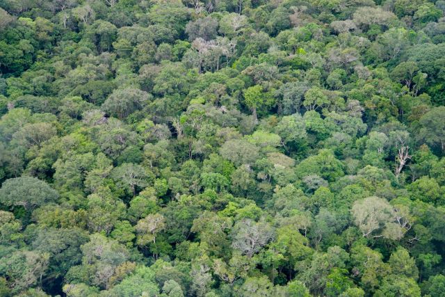 A Floresta Amazônica.