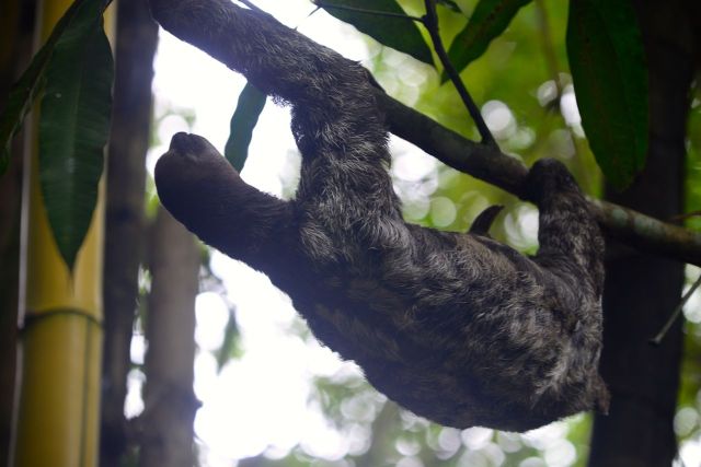 A preguiça solta no zoológico do Hotel Tropical de Manaus.