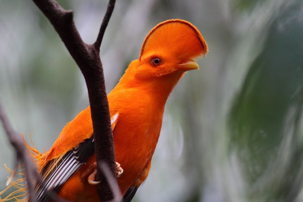 Galo da serra - foto do site www.evoluahomosapiens.blogspot.com