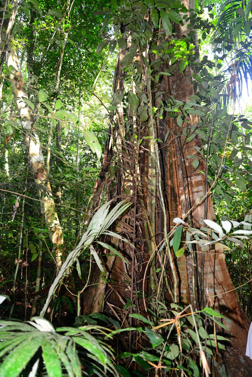 Árvores gigantes no meio da trilha pela Floresta Amazônica.