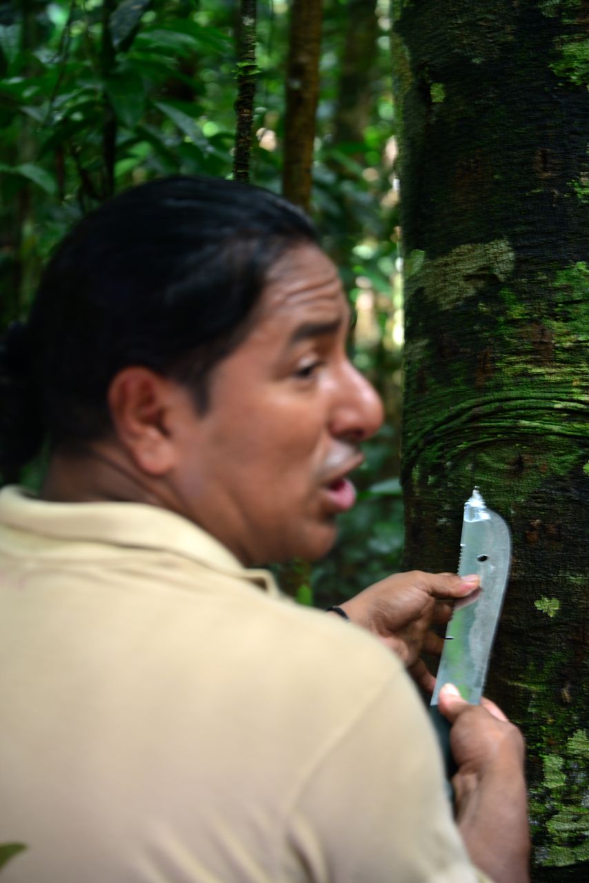 O guia Piro extraindo seiva de uma árvore para nos dá uma aula sobre a biodiversidade da Amazônia