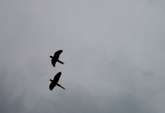 As araras são monogâmicas e andam sempre em dupla.