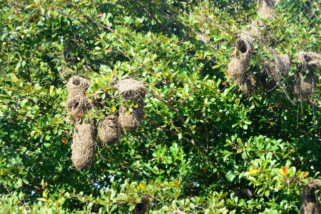 Os ninhos do xexéu.