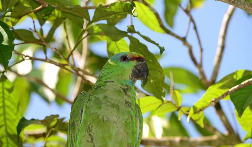 Algumas aves e pássaros da Amazônia