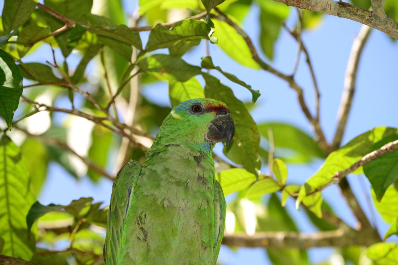 Algumas aves e pássaros da Amazônia