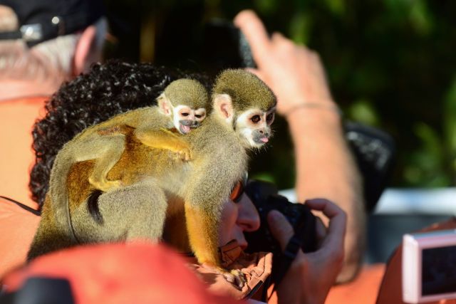 Os macacos entram nos barcos e interagem com os turistas.