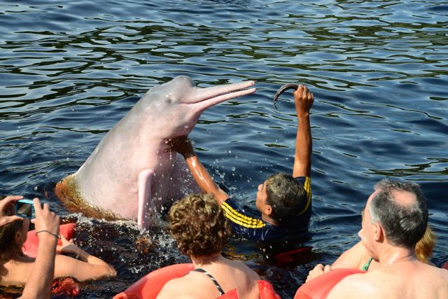 O boto-cor-de-rosa é um animal dócil.