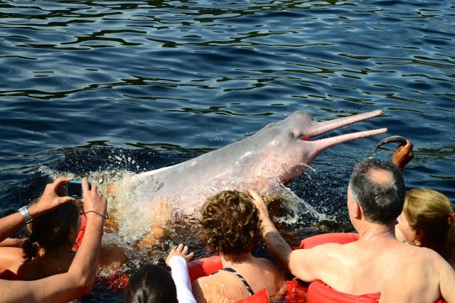 Nadando com os botos-cor-de-rosa