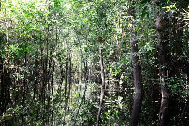 Os igapós correspondem às florestas inundadas.