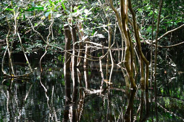 Por dentro dos igapós.