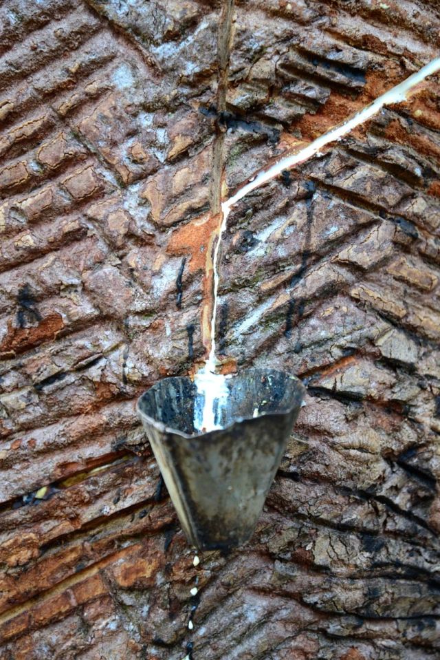 O látex é obtido a partir de cortes feitos no tronco da seringueira.